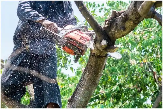 tree services Mole Lake